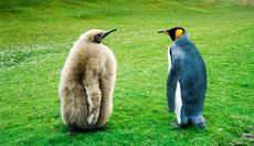 Königspinguin (1 von 84).jpg